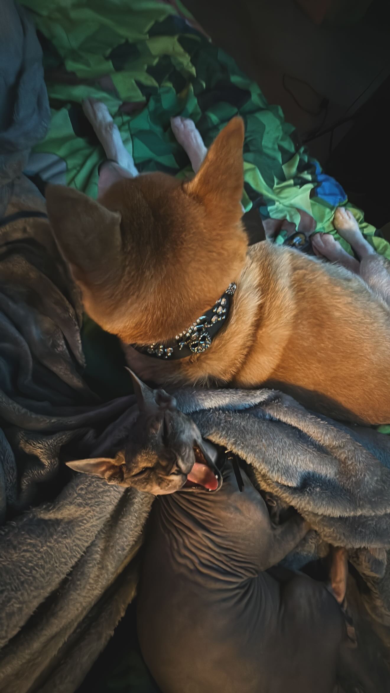 zommmbri instagram image archive image