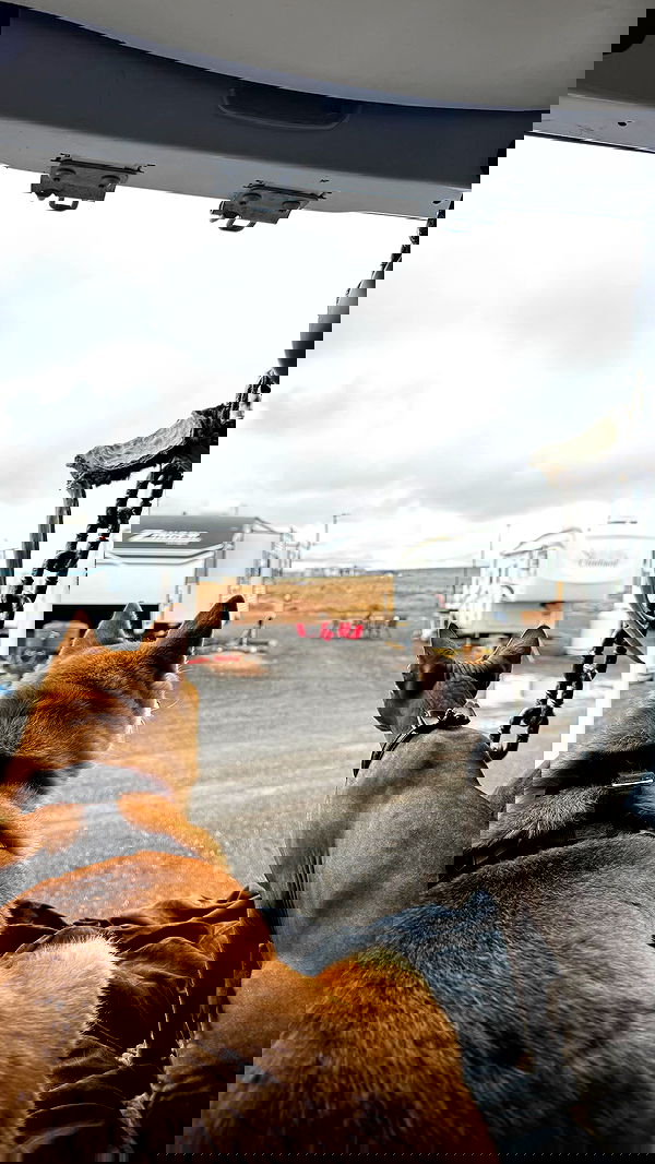 zommmbri image ~ Altpins