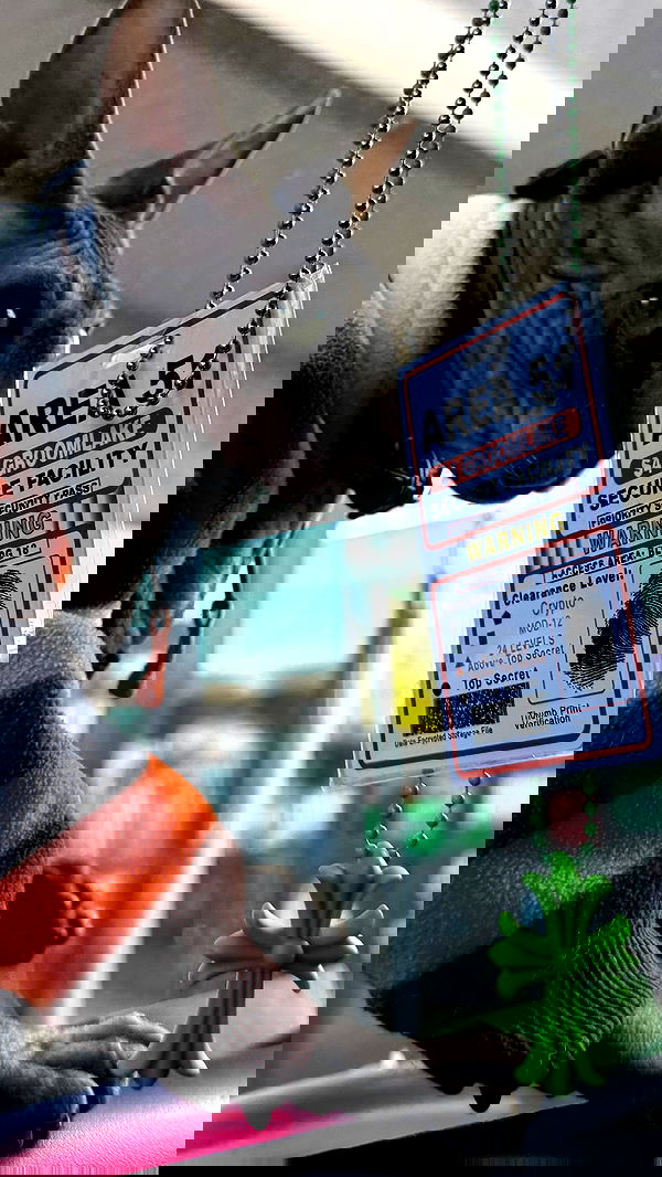 zommmbri image ~ Altpins