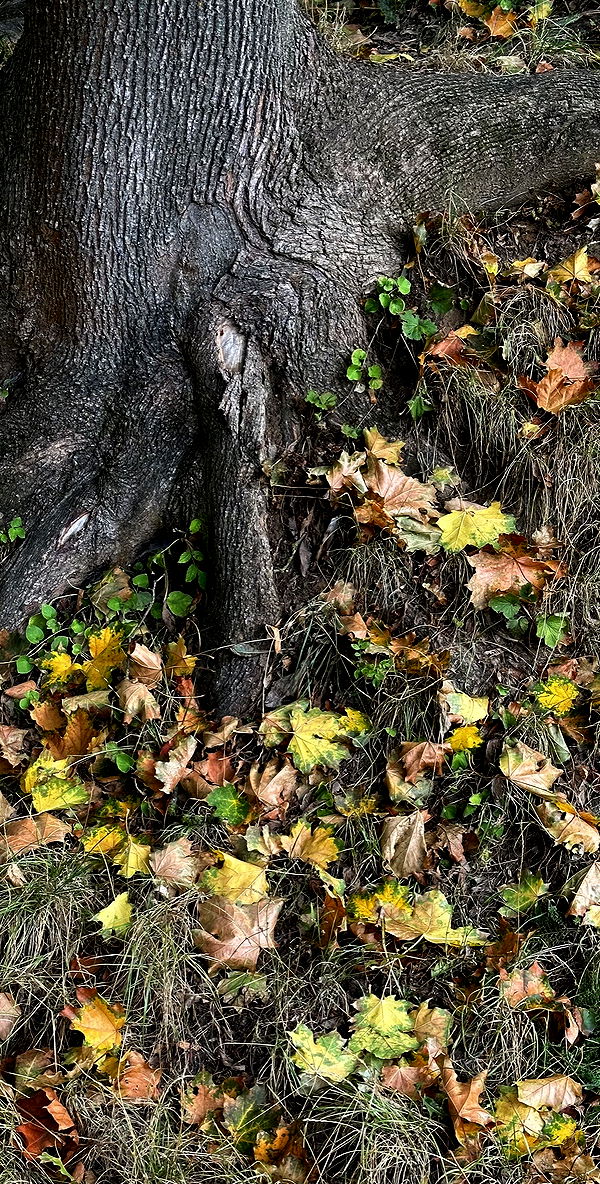 quincymood quincymood archive image