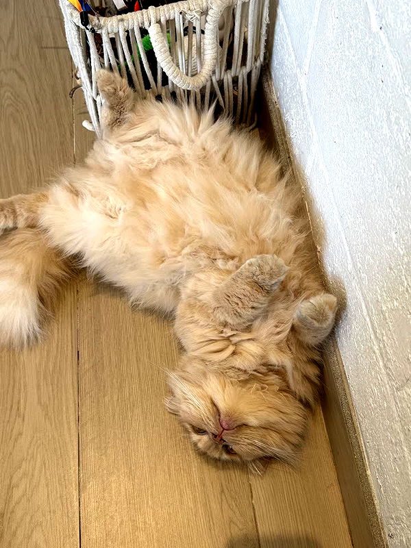 melekjen image ~ Altpins