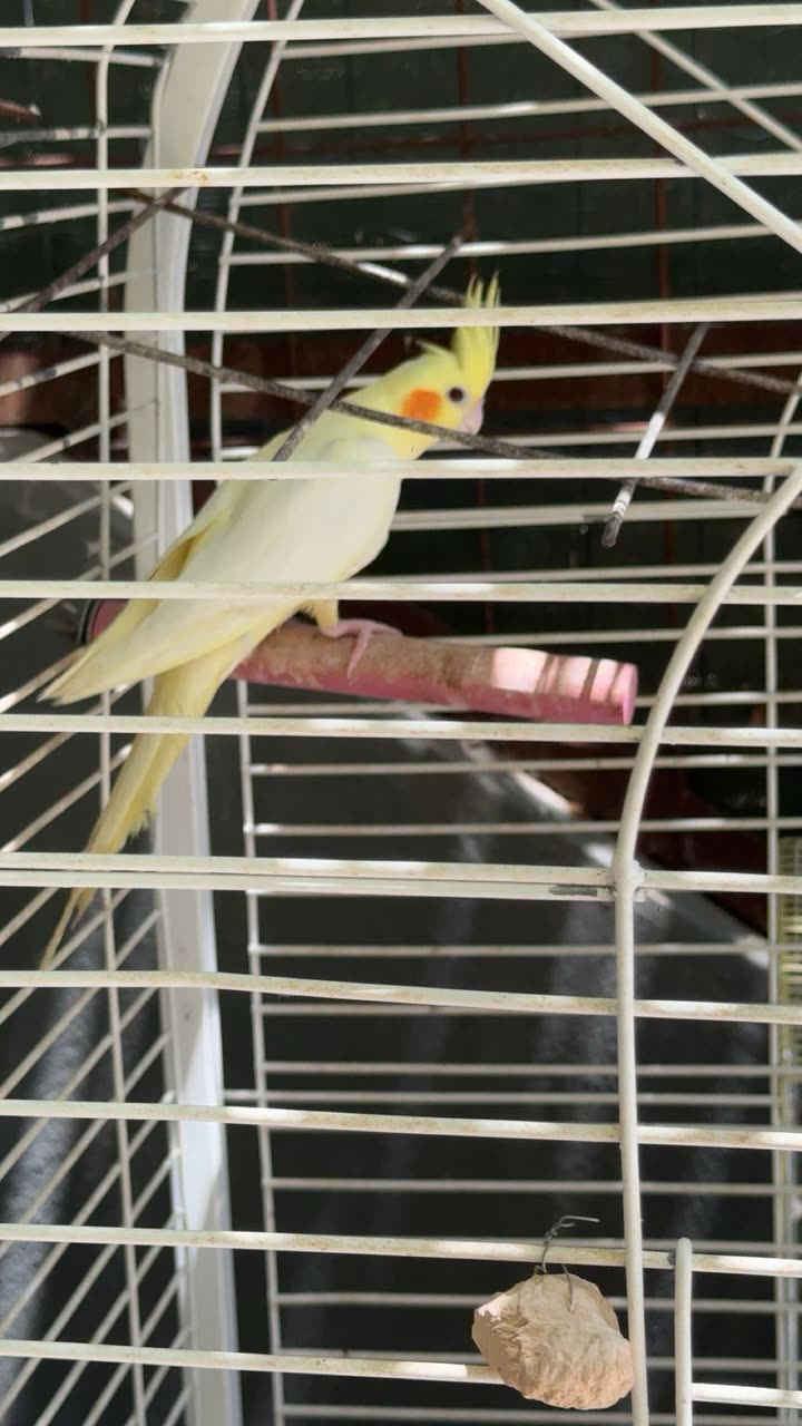 melekjen  image archive image