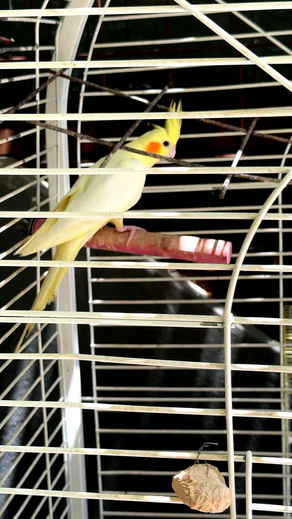 melekjen image ~ Altpins