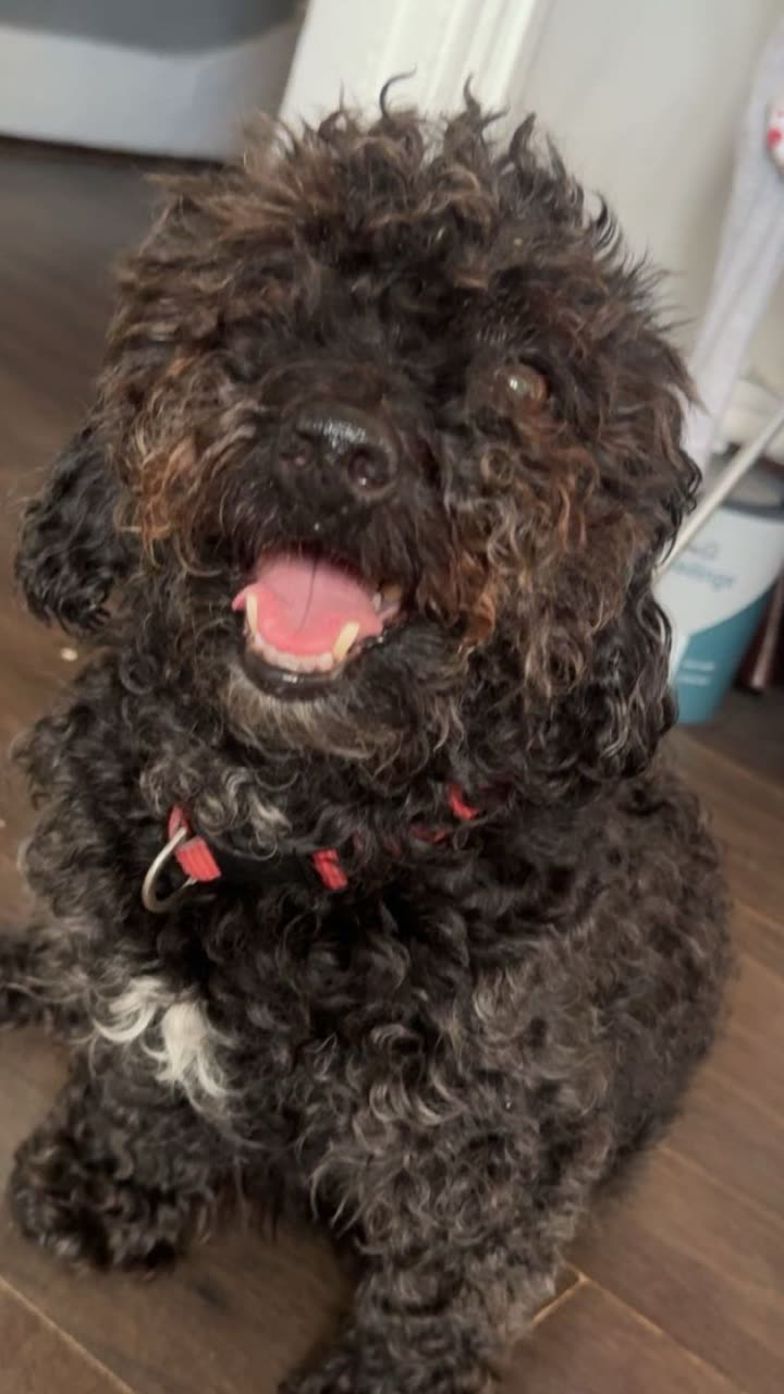 melekjen  image archive image