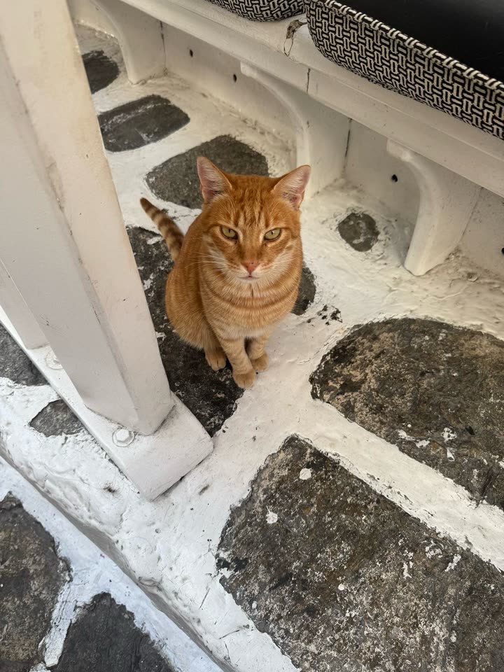 melekjen  image archive image