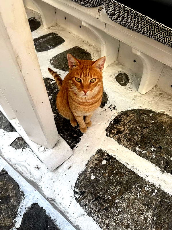 melekjen image ~ Altpins