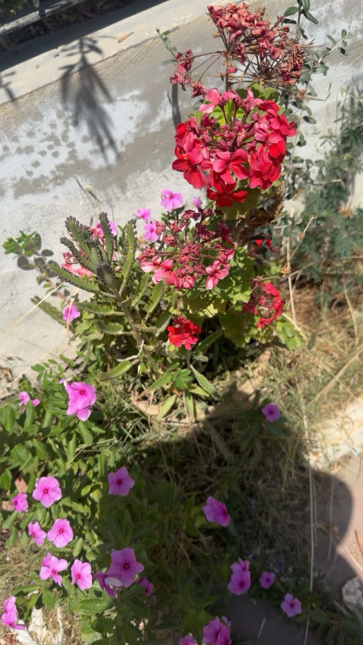 melekjen  image archive image