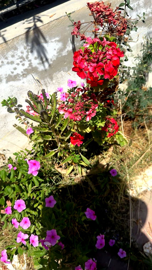 melekjen image ~ Altpins