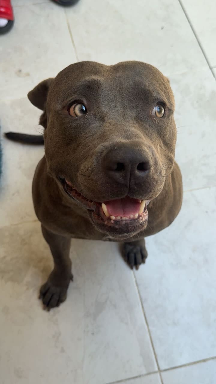 melekjen  image archive image