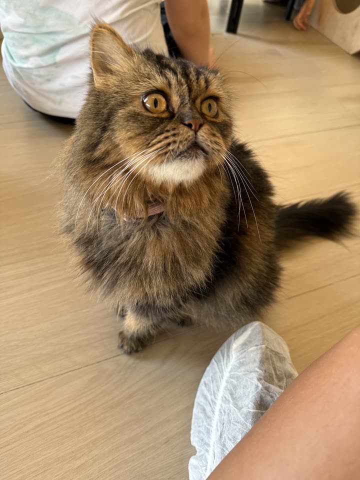 melekjen  image archive image