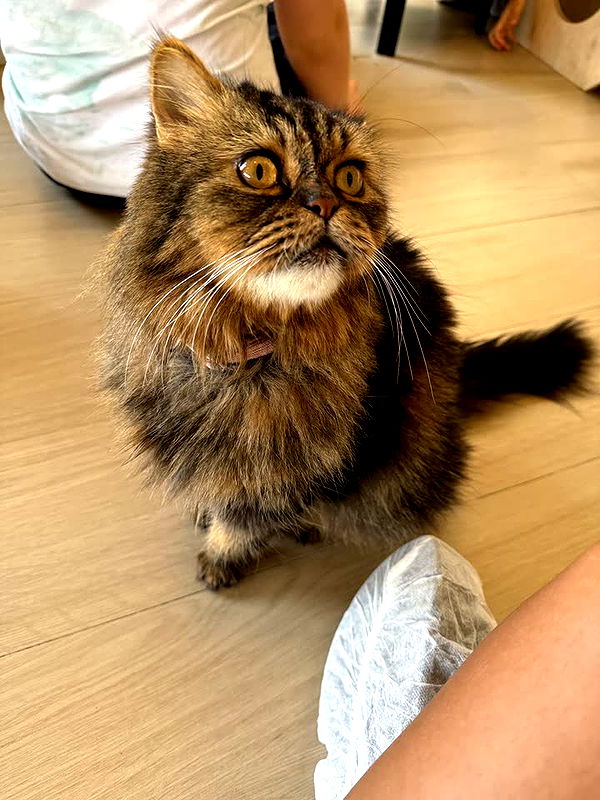 melekjen image ~ Altpins