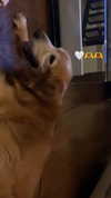 analuvillarreal Altpins Profile Picture