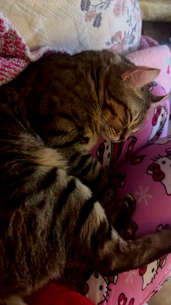 laurinchhhe archive video preview