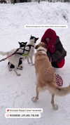 nikoleta.milenova Altpins Profile Picture