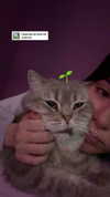 xsurio Altpins Profile Picture