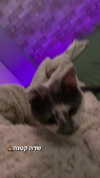 lera.genadenik Altpins Profile Picture