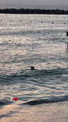shira_adar_ Altpins Profile Picture