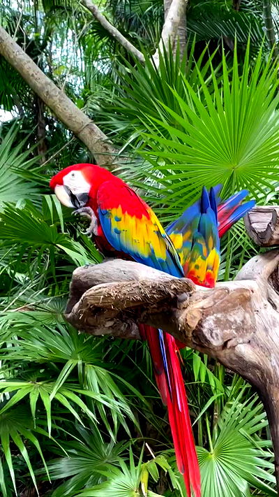 shunli__mei shunli__mei archive video