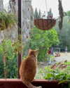 roni_ackerman Altpins Profile Picture
