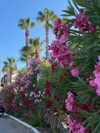gritsa.k Altpins Profile Picture