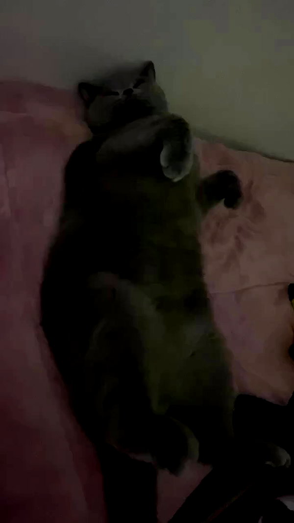 romxcohen archive video preview
