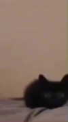 hoodifruit Altpins Profile Picture