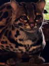 xtina Altpins Profile Picture