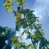 tamagotkri Altpins Profile Picture