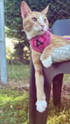 _ociaa_05 Altpins Profile Picture