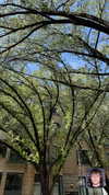 rouxroux.tv Altpins Profile Picture