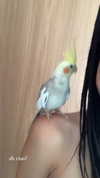 cristeldiiulio Altpins Profile Picture