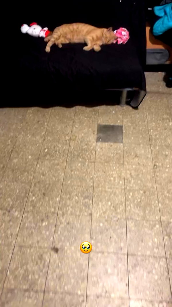 avitallllllllllllllll archive video preview