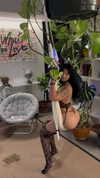 mulan.vx Altpins Profile Picture
