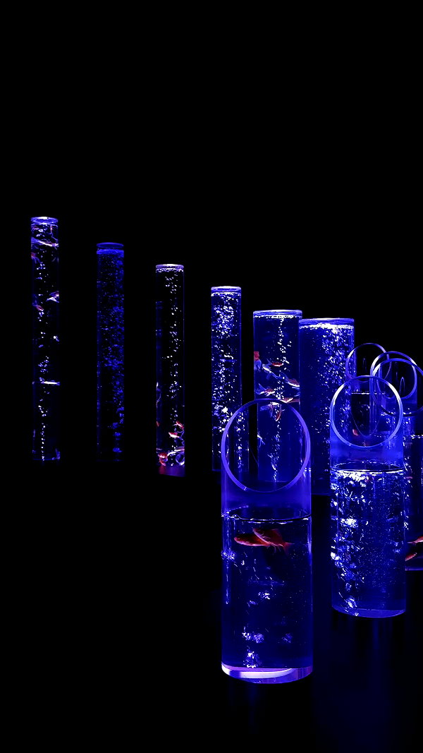maya.keyy archive video preview