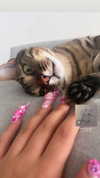 hellokittyangel666 Altpins Profile Picture