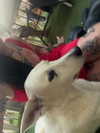strawberryshanz Altpins Profile Picture