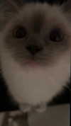 protheme Altpins Profile Picture