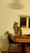 maycohen8 Altpins Profile Picture