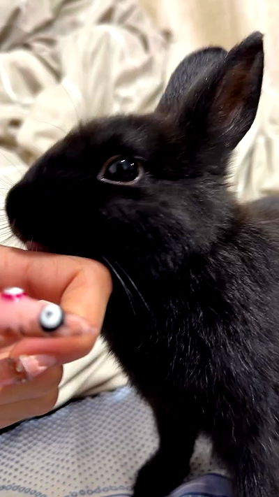 efrat_elmalich efrat_elmalich archive video