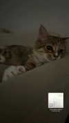 brain_eaterr Altpins Profile Picture