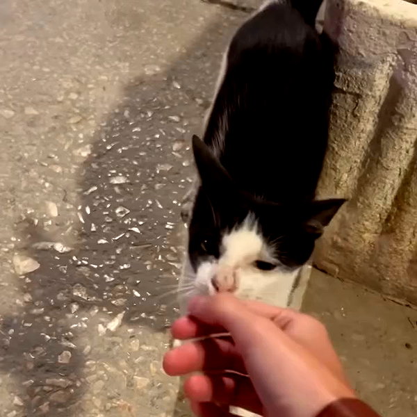 elizabrowne_ archive video preview