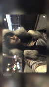 zommmbri Altpins Profile Picture
