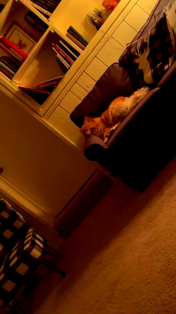 sunnyrayyxo archive video preview