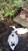 babynympho_archive Altpins Profile Picture