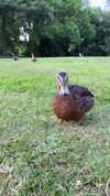 elsgatti Altpins Profile Picture