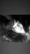 osher_yakir Altpins Profile Picture