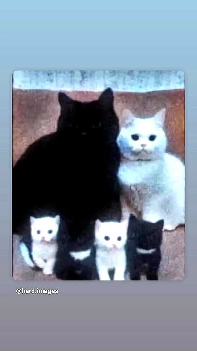 hellokittyangel666 hellokittyangel666 archive video