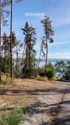 jariya_k_luban Altpins Profile Picture
