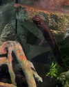 jahia_brown Altpins Profile Picture