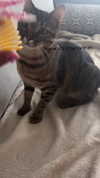 hellokittyangel666 Altpins Profile Picture